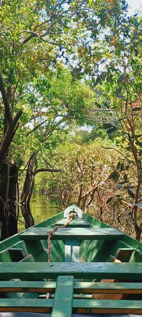 Flooded forest canoe navigation - Anna L