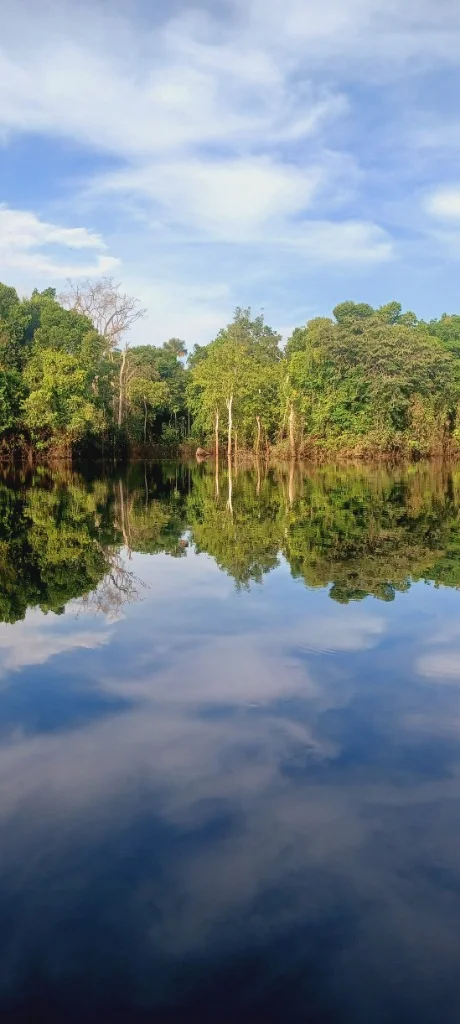 Rainforest mirror water reflection - Anna L