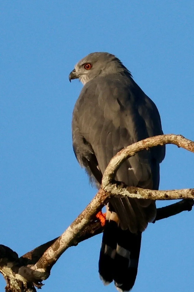 Amazon Hawk perched high - JMJT_Aberdeen