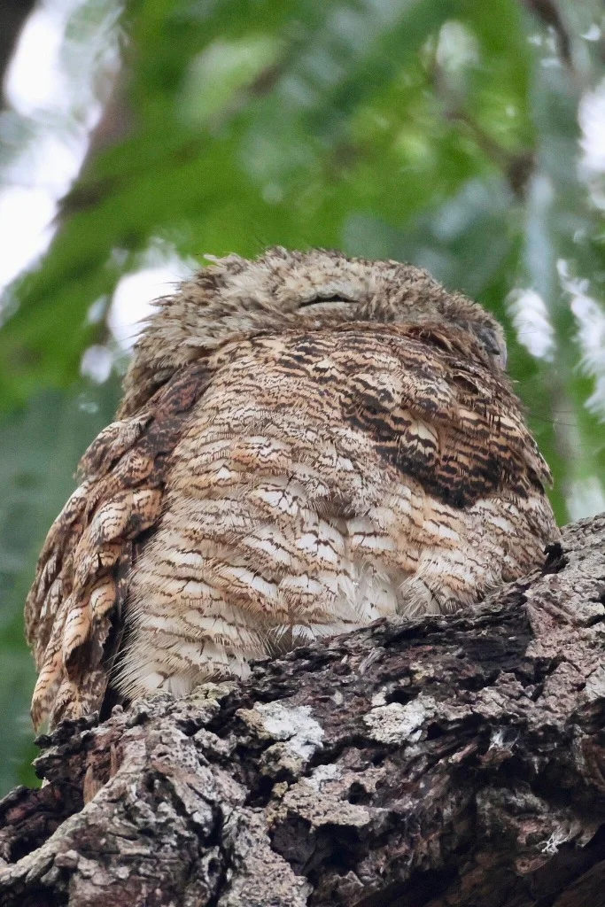 Amazonian Owl sleeping in camouflage - JMJT_Aberdeen