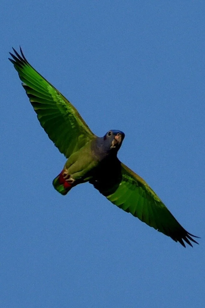 Blue-headed Amazon parrot in flight - JMJT_Aberdeen