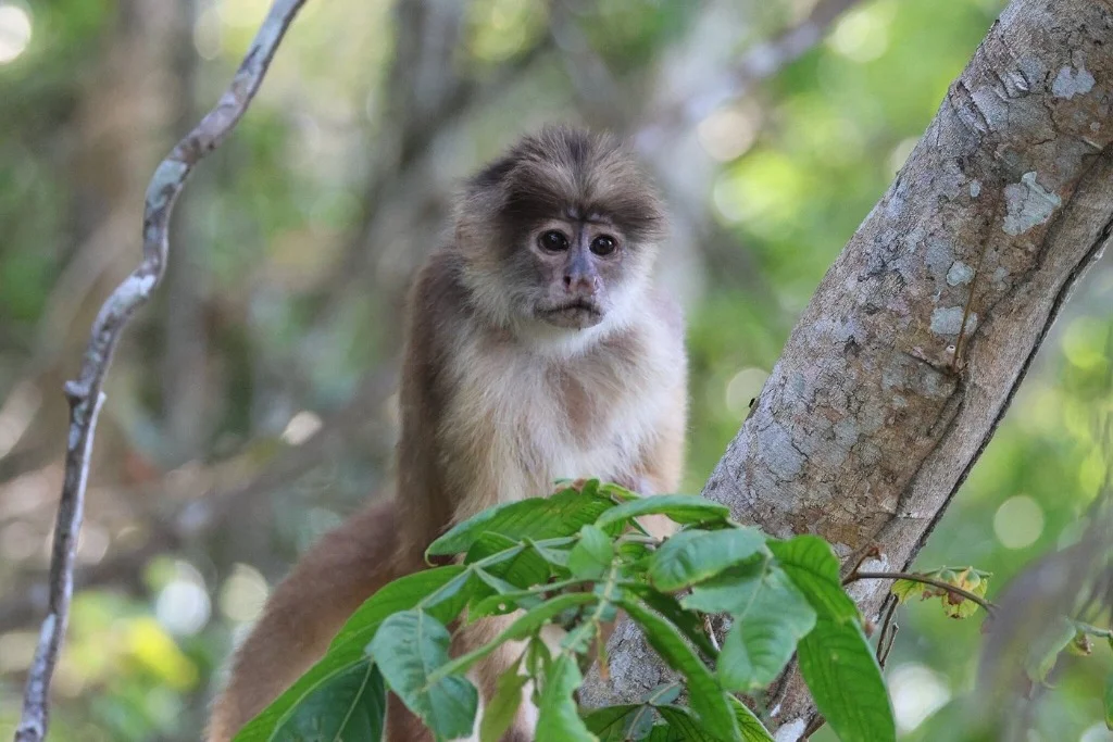 Capuchin monkey in jungle canopy - JMJT_Aberdeen