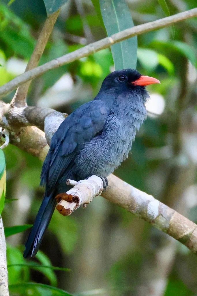 Black-fronted Nunbird with orange beak - JMJT_Aberdeen