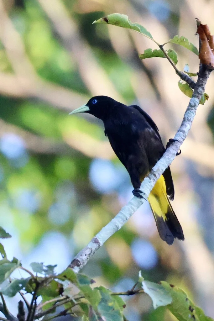 Crested Oropendola Amazon bird - JMJT_Aberdeen
