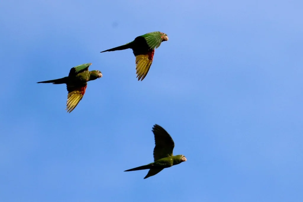 Trio of green parakeets in flight - JMJT_Aberdeen