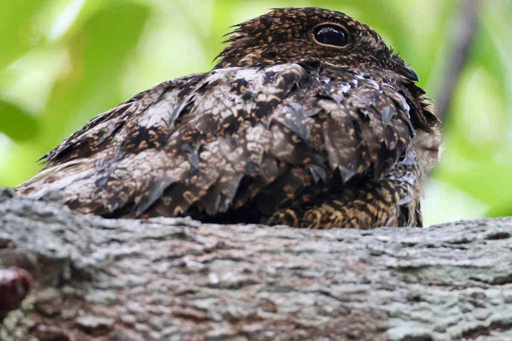 Amazon Nightjar Potoo bird on branch - JMJT_Aberdeen