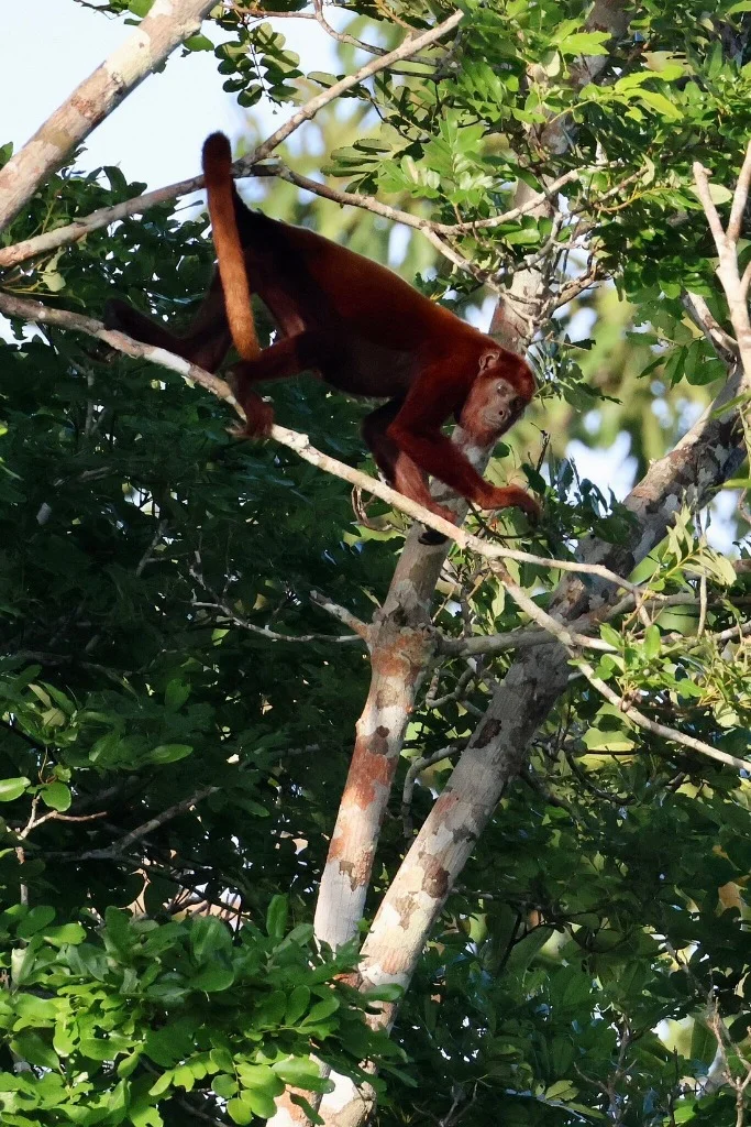 Red Howler Guariba monkey - JMJT_Aberdeen