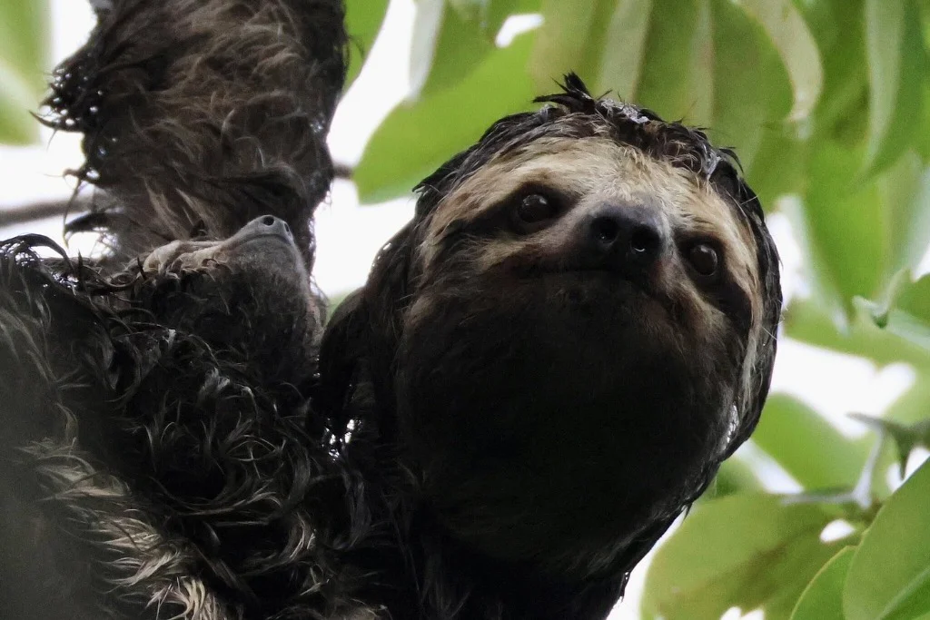 Mother sloth with baby sloth - JMJT_Aberdeen