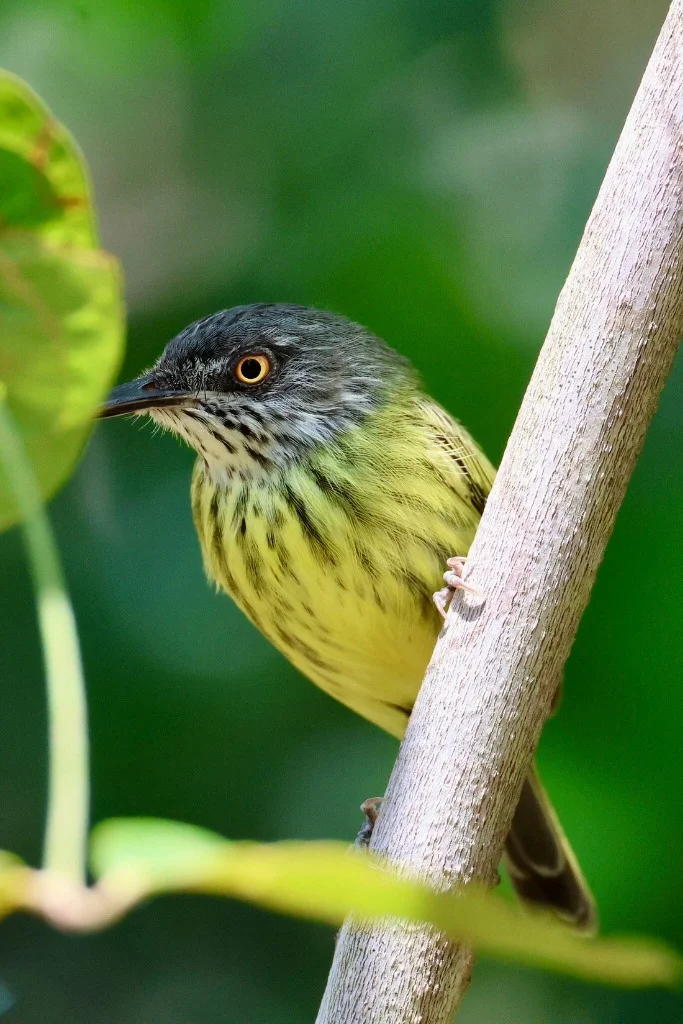 Yellow-bellied Amazon flycatcher bird - JMJT_Aberdeen