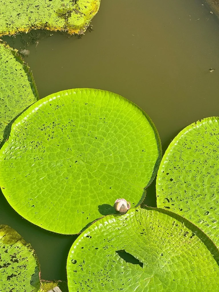 Vitória-Régia Water Lily - Natcha P